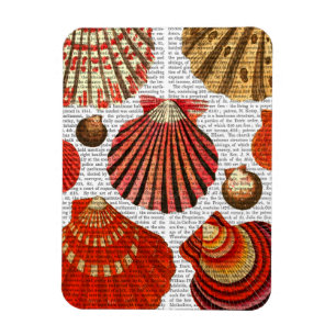 Magnet Flexible Coquilles rouges de palourde