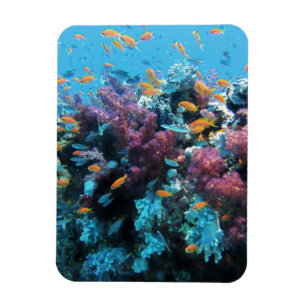 Magnet Flexible Corail rose