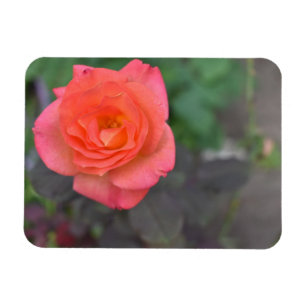 Magnet Flexible Corail rose Rose Nature Photographie Plante