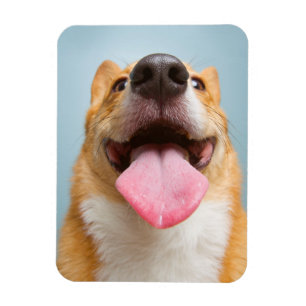 Magnet Flexible Corgi très heureux des images   de Getty