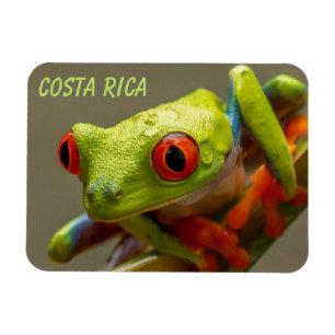 Magnet Flexible Costa Rica Grenouille à feuilles rouges prête à sa