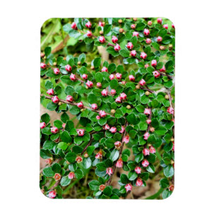 Magnet Flexible Cotonou horizontalis
