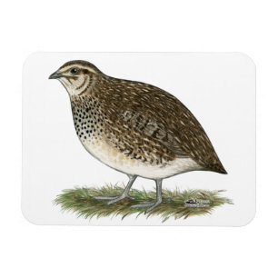 Magnet Flexible Coturnix Quail