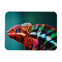 Couleur Changement arc-en-ciel Chameleon Reptile