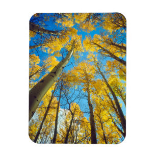 Magnet Flexible Couleurs d'automne des arbres d'Aspen 2
