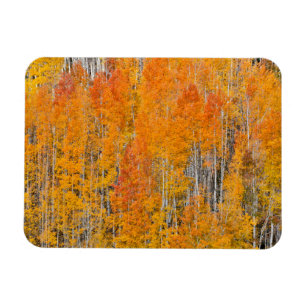 Magnet Flexible Couleurs d'automne sur les bosquets de trembles