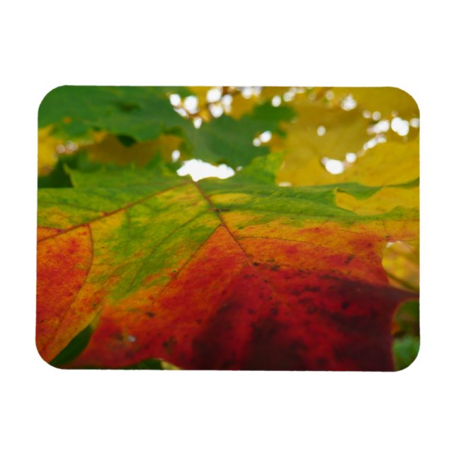Magnet Flexible Couleurs de la feuille d'érable Automne Photograph (Horizontal)