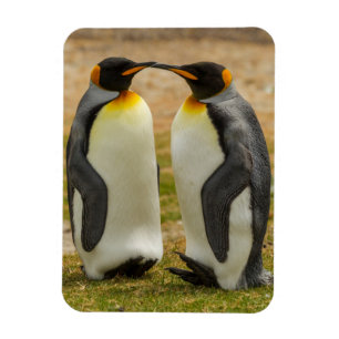 Magnet Flexible Couple de manchots royaux, Falklands