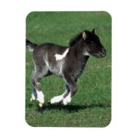 Courant de poulain miniature