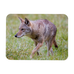 Magnet Flexible Coyote dans un champ, Cades Cove
