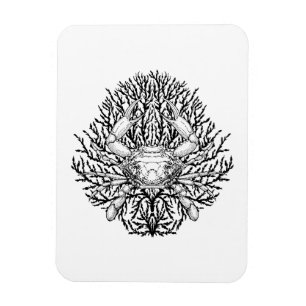 Magnet Flexible Crabe