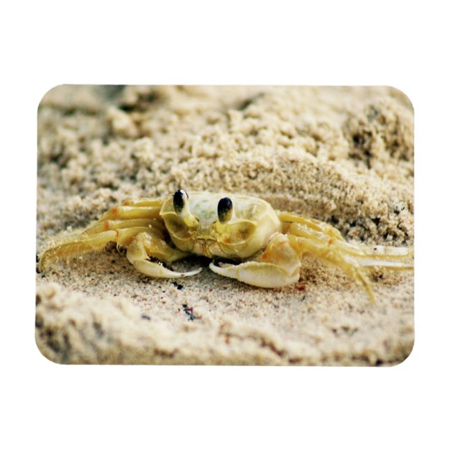 Magnet Flexible Crabe de sable, Curaçao, îles des Caraïbes, photo (Horizontal)