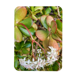Magnet Flexible Crassula ovata