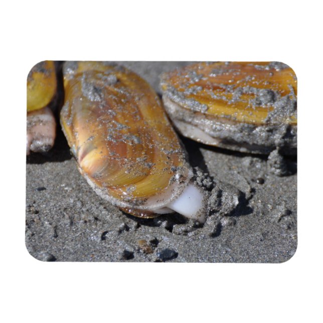 Magnet Flexible Creusage des clams Razor (Horizontal)