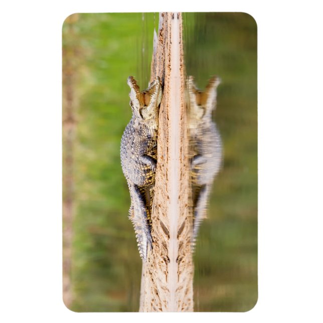 Magnet Flexible Crocodile (Vertical)