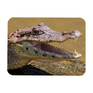 Magnet Flexible Crocodile souriant