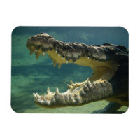 Crocodiles bouche ouverte