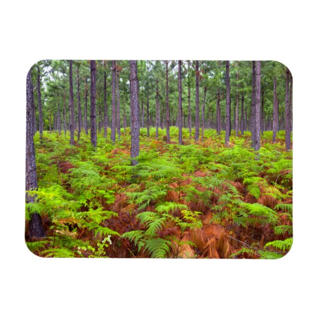 Magnet Flexible Croissance du support commun (Pteridium Aquilinum) (Horizontal)