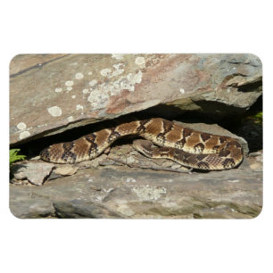 Magnet Flexible Crotale à Shenandoah National Park