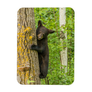 Magnet Flexible Cube d'ours noir   Minnesota