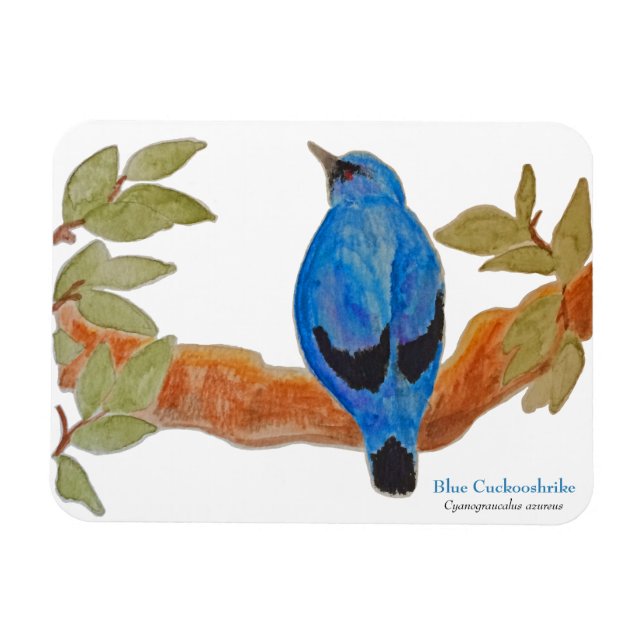 Magnet Flexible Cuckooshrike bleu sur la branche Aquarelle Bird (Horizontal)
