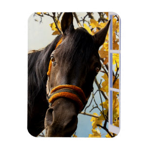 Magnet Flexible Curieux Cheval À Travers La Fenêtre De La Cuisine