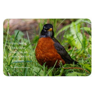 Magnet Flexible Curieux Robin-chanteur américain dans l'herbe