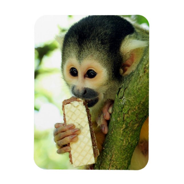 Magnet Flexible Cute Baby Squerrl Monkey Eating a Wafer Biscuit (Vertical)