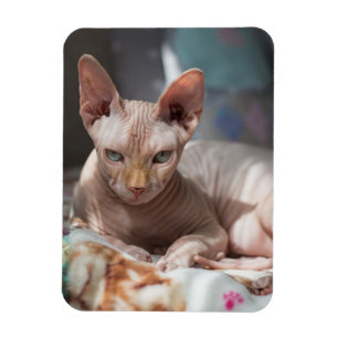 Magnet Flexible Cute Cat Lounge sans fourrure