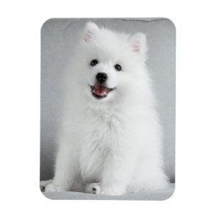 Magnet Flexible Cute Fluffy Japonais Spitz Puppy
