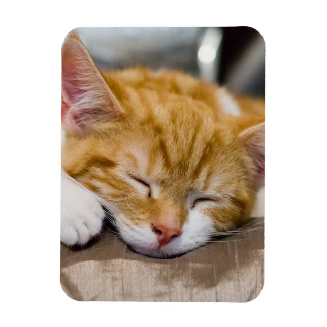 Magnet Flexible Cute Kitten (Vertical)