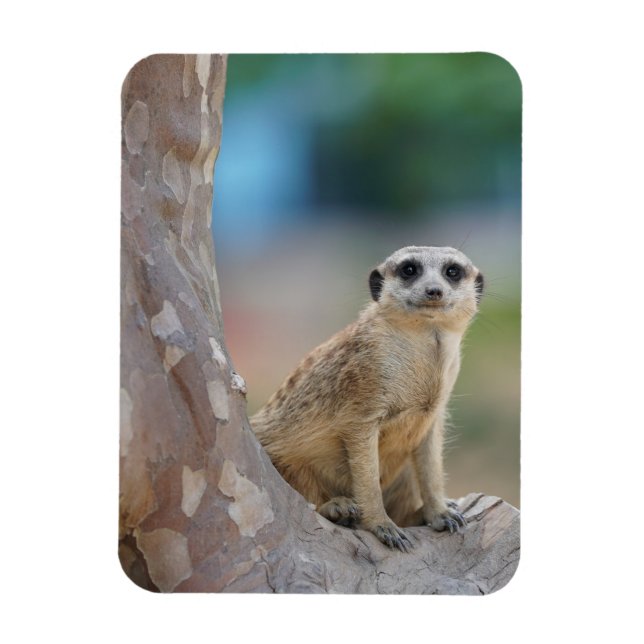 Magnet Flexible Cute Meerkat Sat sur arbre (Vertical)
