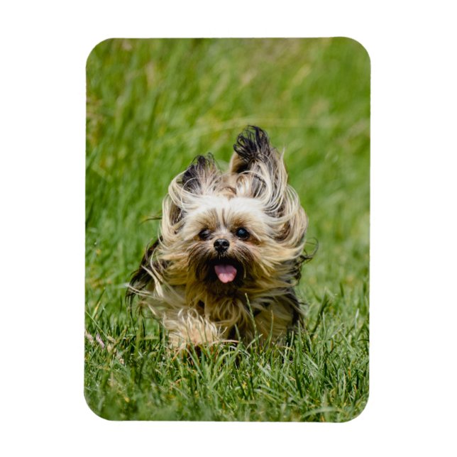 Magnet Flexible Cute Yorkshire Terrier Running Through Grass (Vertical)