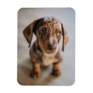Magnet Flexible Cutest Baby Animals   Brown Dachshund Puppy