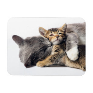 Magnet Flexible Cutest Baby Animals Cute Kitten Hug