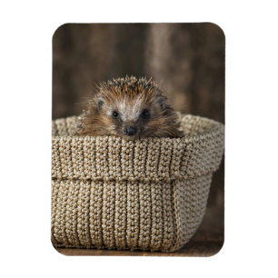Magnet Flexible Cutest Baby Animals Hedgehog in a Basket