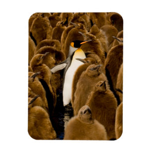Magnet Flexible Cutest Baby Animals Penguin Among Youngsters