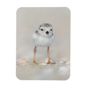Magnet Flexible Cutest Baby Animals Piping Plover Chick