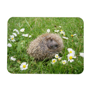 Magnet Flexible Cutest Baby Animals Spanish Hedgehog