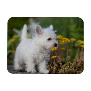 Magnet Flexible Cutest Baby Animals   West Highland White Terrier