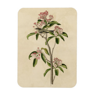 Magnet Flexible Cuvier's Kinglet (Cuvier's Regulus) Audubon Birds