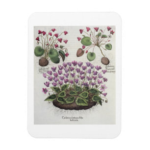 Magnet Flexible Cyclamen : 1.Cyclamen sérotinum foliis hederaceis 