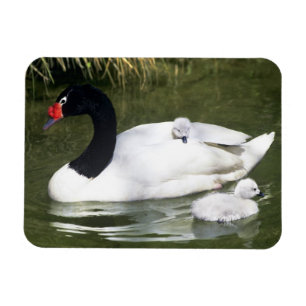 Magnet Flexible Cygne à cou noir adulte et cygnets dans l'eau.
