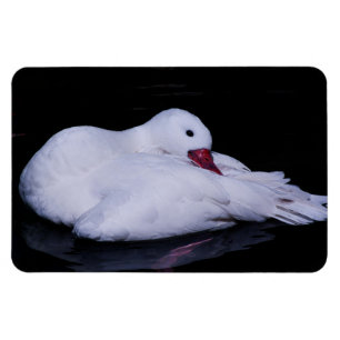 Magnet Flexible Cygne Coscoroba P3442
