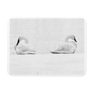 Magnet Flexible Cygnes de neige pour le calendrier 2026 de Perspec