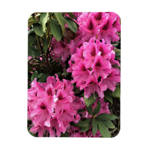 Magnet Flexible Cynthia Rhododendrons, Oregon