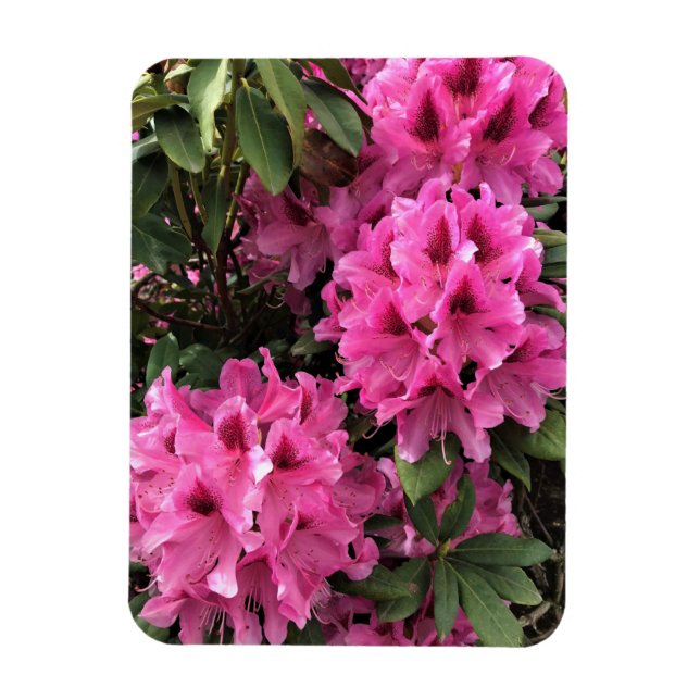 Magnet Flexible Cynthia Rhododendrons, Oregon (Vertical)