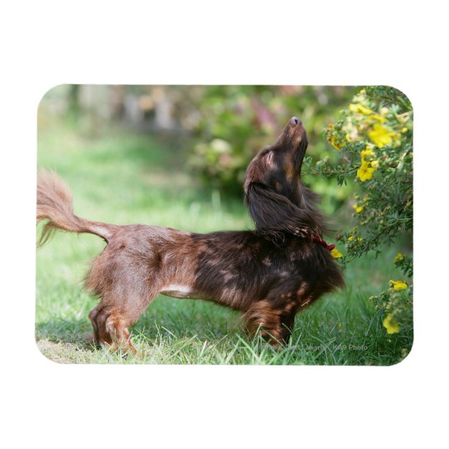 Magnet Flexible Dachshund miniature à cheveux longs 1 (Horizontal)