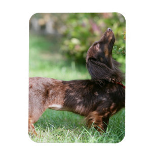 Magnet Flexible Dachshund miniature à cheveux longs 1