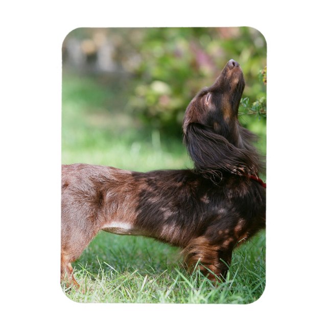 Magnet Flexible Dachshund miniature à cheveux longs 1 (Vertical)